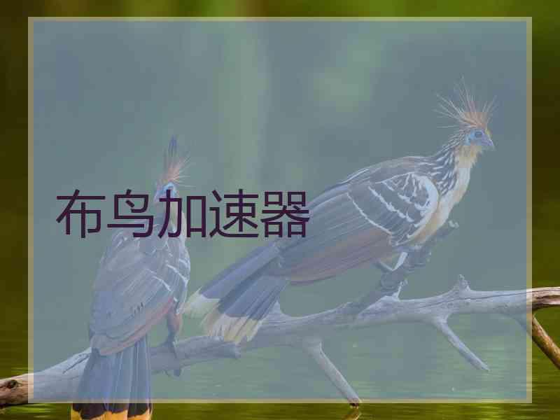布鸟加速器