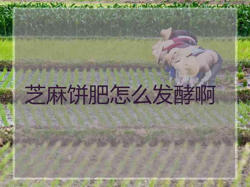 芝麻饼肥怎么发酵啊