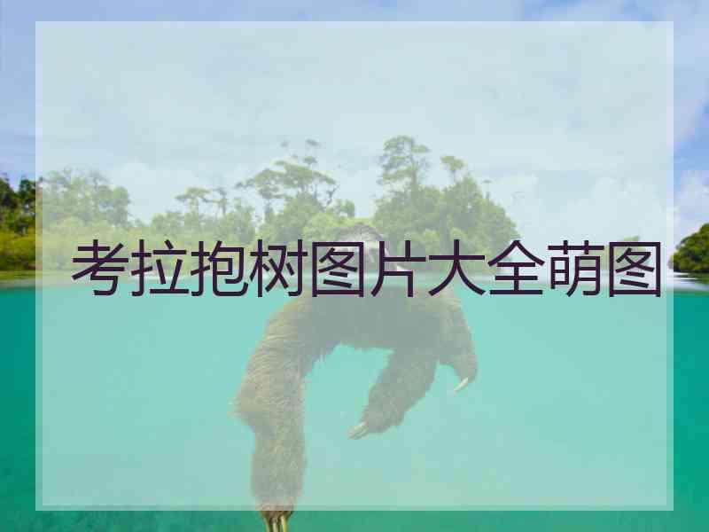 考拉抱树图片大全萌图
