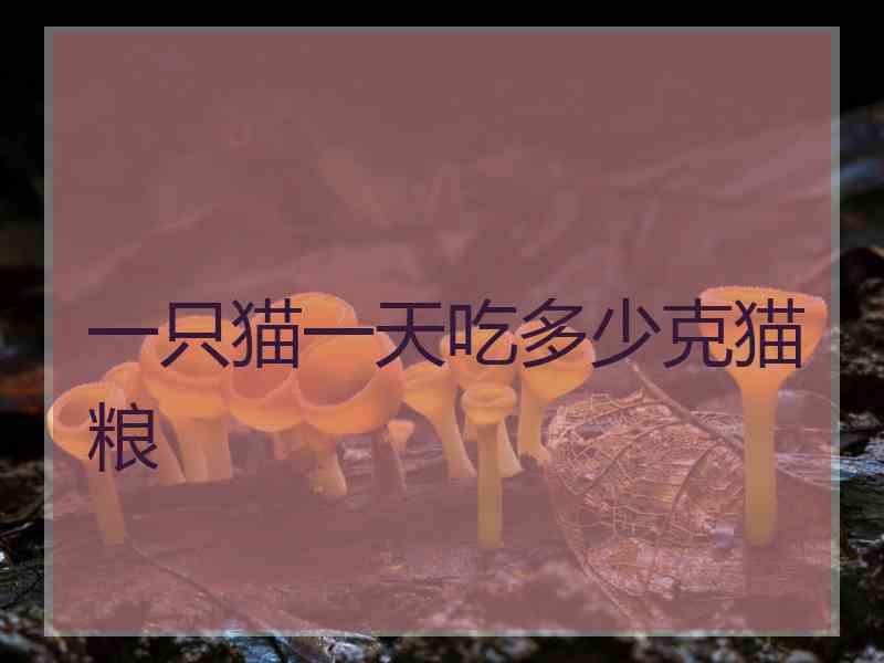 一只猫一天吃多少克猫粮