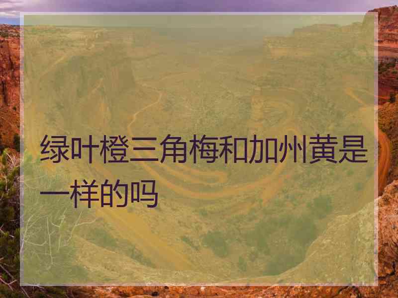 绿叶橙三角梅和加州黄是一样的吗