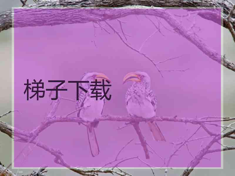 梯子下载
