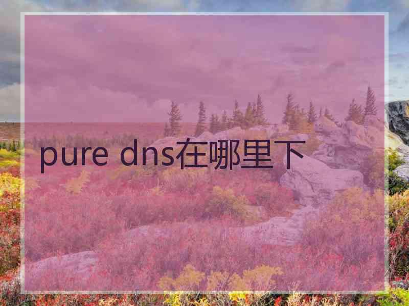 pure dns在哪里下