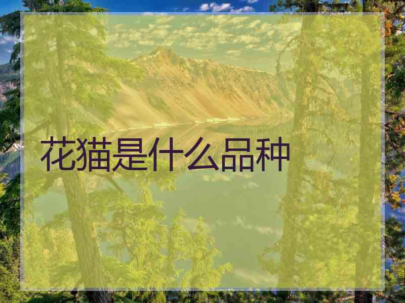 花猫是什么品种