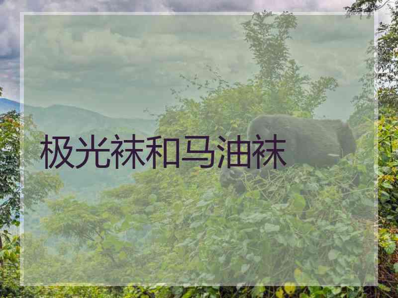 极光袜和马油袜